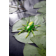 Lunkerhunt Phantom Spider Bait Topwater, 1, 2in, Leaf, SPIDER03