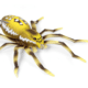 Lunkerhunt Phantom Spider Bait Topwater, 1, 2in, Six Spot, SPIDER01