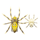 Lunkerhunt Phantom Spider Bait Topwater, 1, 2in, Six Spot, SPIDER01