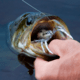 Lunkerhunt Phantom Spider Bait Topwater, 1, 2in, White Wolf, SPIDER06