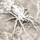Lunkerhunt Phantom Spider Bait Topwater, 1, 2in, White Wolf, SPIDER06