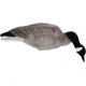 Mayhem Decoys by Heavy Hauler Outdoor Gear Canada goose, Fullbody collapsible decoy, Painted head, Canada goose, 0147CP