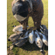 Mayhem Decoys by Heavy Hauler Outdoor Gear Canada Lesser Decoy, 6 Pack, Flocked Head, 0147CFL