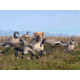 Mayhem Decoys by Heavy Hauler Outdoor Gear Canada Lesser Decoy, 6 Pack, Flocked Head, 0147CFL