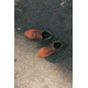 Merrell Nova 3 Shoes - Mens, Clay, 9, J067601-M-9