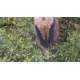Montana Decoy Co. Backcountry Elk Decoy