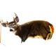 Montana Decoy Co. Dream Team Whitetail Deer Doe and Buck Decoy 30