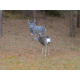 Montana Decoy Co. Muley Buck Decoy