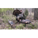 Montana Decoy Co. Purr-Fect Pair XD Decoy Combo