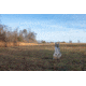 Montana Decoy Co. Sitting Coyote Decoy
