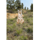 Montana Decoy Co. Sitting Coyote Decoy