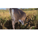 Montana Decoy Co. Teaser Tail  Decoy, NSN N 74