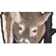 Montana Decoy Co. Trixie Whitetail Doe Decoy