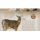 Montana Decoy Co. Trixie Whitetail Doe Decoy