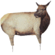 cow elk i decoy, brown