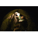 MPOWERD Luci Base Light - Inflatable Solar Lantern, 300 Lumens 1035-001-001-002