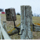 Muddy Adjustable Trail Camera Support, Black MTCA-TCS02