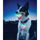 Nite Ize GlowStreak LED Ball/SpotLit Combo Disc-O GSBC-07-R7