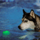 Nite Ize GlowStreak Wild LED Ball, Disc-O, GSBW-07-R8