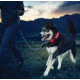 Nite Ize Nite Dawg LED Light Up Dog Collar M Red, M NND2M-10-R3