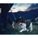 Nite Ize Nite Dawg LED Light Up Dog Collar S Red, S NND2S-10-R3