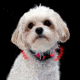 Nite Ize Nite Dawg XS LED Light Up Dog Collar,Neon Pink NND-03-35XS