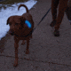 Nite Ize Nitedog LED Collar Cover, N05462
