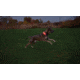 Nite Ize Nitedog LED Collar Cover, N05462