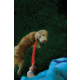 Nite Ize Nitedog Rechargeable Leash, N05463