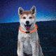 Nite Ize NiteHowl LED Dog Safety Necklace, Orange, NHO-19-R3