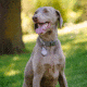 Nite Ize Wearabout Pet Clippable Tracker Holder, Smoke - WATP-06T-R6