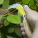 Opinel Pruning Folding Knife No.10, 3.25in, 12C27 Sandvik SS, Beechwood Handle, Wood, 113110