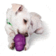 Petsafe Busy Buddy Squirrel Dude, Purple, Xsmall, PTY00-13746
