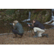 Praktica Highlander Angled Spotting Scope 15-45x60mm w/ Tripod, Green PRA118