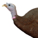 Primos Hunting Gobstopper Decoy Jake &amp; Hen Combo, Box, 69064