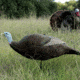 Primos Hunting Gobstopper Decoy Jake &amp; Hen Combo, Box, 69064