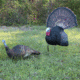 Primos Hunting Killer B Turkey Decoy, Box, 69021