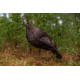 Primos Hunting Photoform Hen Decoy, Box, 69068