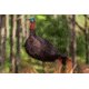 Primos Hunting Photoform Jake Decoy, Box, 69069