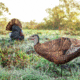 Primos Hunting Photoform Strutter Turkey Decoy, Box, 69072