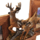 River's Edge Resin Picture Frame, 3 Picture, Deer, Firwood, 19in W x 18in H, Holds 3 - 4in x 6in Photos 184106