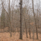 Rivers Edge Treestands Big Foot Tree Ladder W/ Safety Rope, Rivers Edge Grey, 23ft, RE731