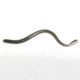 Roboworm Straight Tail Worm, 6in, 10 Pack, Green Pumpkin, SR-FFFB