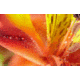 Rokinon 100mm F2.8 Full Frame Macro Camera Lens for Micro Four Thirds, Black 100M-MFT