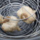Roots &amp; Harvest Black Garlic Multi-Purpose Fermenter, Stainless Steel/Black, 1566