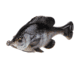 Savage Gear Pulse Tail Bluegill LB Soft Bait