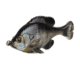 Savage Gear Pulse Tail Bluegill LB Soft Bait