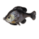 Savage Gear Pulse Tail Bluegill LB Soft Bait