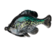 Savage Gear Pulse Tail Bluegill LB Soft Bait