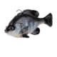 Savage Gear Pulse Tail Bluegill Line Thru Soft Bait